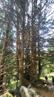028 – Italien, Trentino, Commezzadura, Wanderung