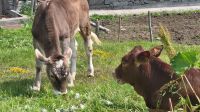040 – Italien, Trentino, Commezzadura, Wanderung