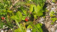 059 – Italien, Trentino, Rabbi Tal, Wanderung