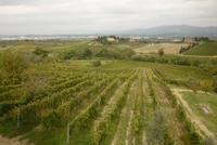 09.10.2014 Toskanische Landschaft bei Empoli