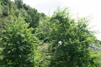 Die Pflanzen des Gartens