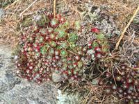 112 Wanderung zu den Saent-Wasserfällen