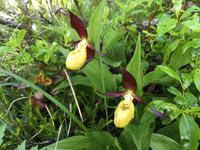 162 Wanderung zu den Vallesinella-Wasserfällen