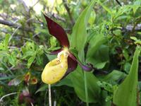 163 Wanderung zu den Vallesinella-Wasserfällen