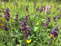 168 Wanderung zu den Vallesinella-Wasserfällen
