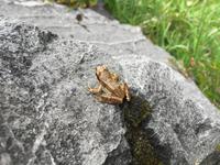 174 Wanderung zu den Vallesinella-Wasserfällen