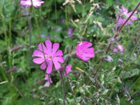 177 Wanderung zu den Vallesinella-Wasserfällen