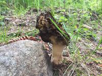 240 Wanderung im Val di Peio