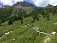254 Wanderung im Val di Peio - Covelsee
