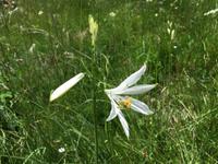 256 Wanderung im Val di Peio - Covelsee