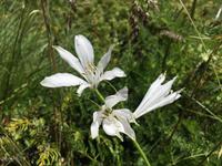 308 Wanderung im Vermiglio-Tal auf den Spuren des 1. Weltkrieges