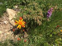 310 Wanderung im Vermiglio-Tal auf den Spuren des 1. Weltkrieges