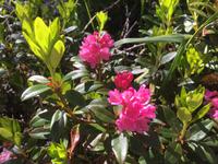 313 Wanderung im Vermiglio-Tal auf den Spuren des 1. Weltkrieges