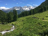 328 Wanderung im Strino-Tal