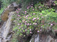 Alpenrosen am Wegesrand