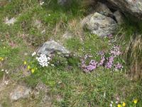 ... Bergblümchen am Wegesrand