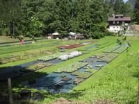 Gärtnerei / Botanischer Garten - Zucht von Edelweiß und anderen Bergpflanzen und Kräutern