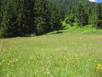 Bergwiese am Lago Dei Caprioli 