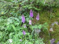 Orchideen am Wegesrand