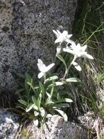 Edelweiss am Passo dei Pozzi