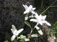 Edelweiss am Passo dei Pozzi