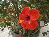 Hibiskusblüte