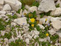 Entlang des Weges..[Rosengarten]