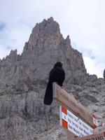 Dohle am Rosengarten