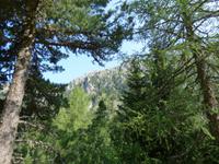 Zirbelkiefern im Villnösstal