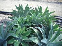 Weingut Tenuta bei Licata