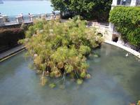 Arethusa-Quelle in Syrakus