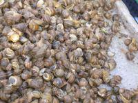 Fischmarkt in Catania