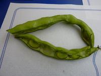 Puffbohnenverkostung zum Mittag