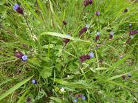 Blümchen am Wegesrand