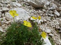 Gelber Alpenmohn
