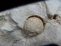 im Naturpark Fanes-Sennes-Prags - Muschelreste