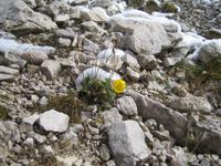 Gebirgsblume 