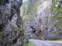 Die Bäume wachsen oben am Fels. 