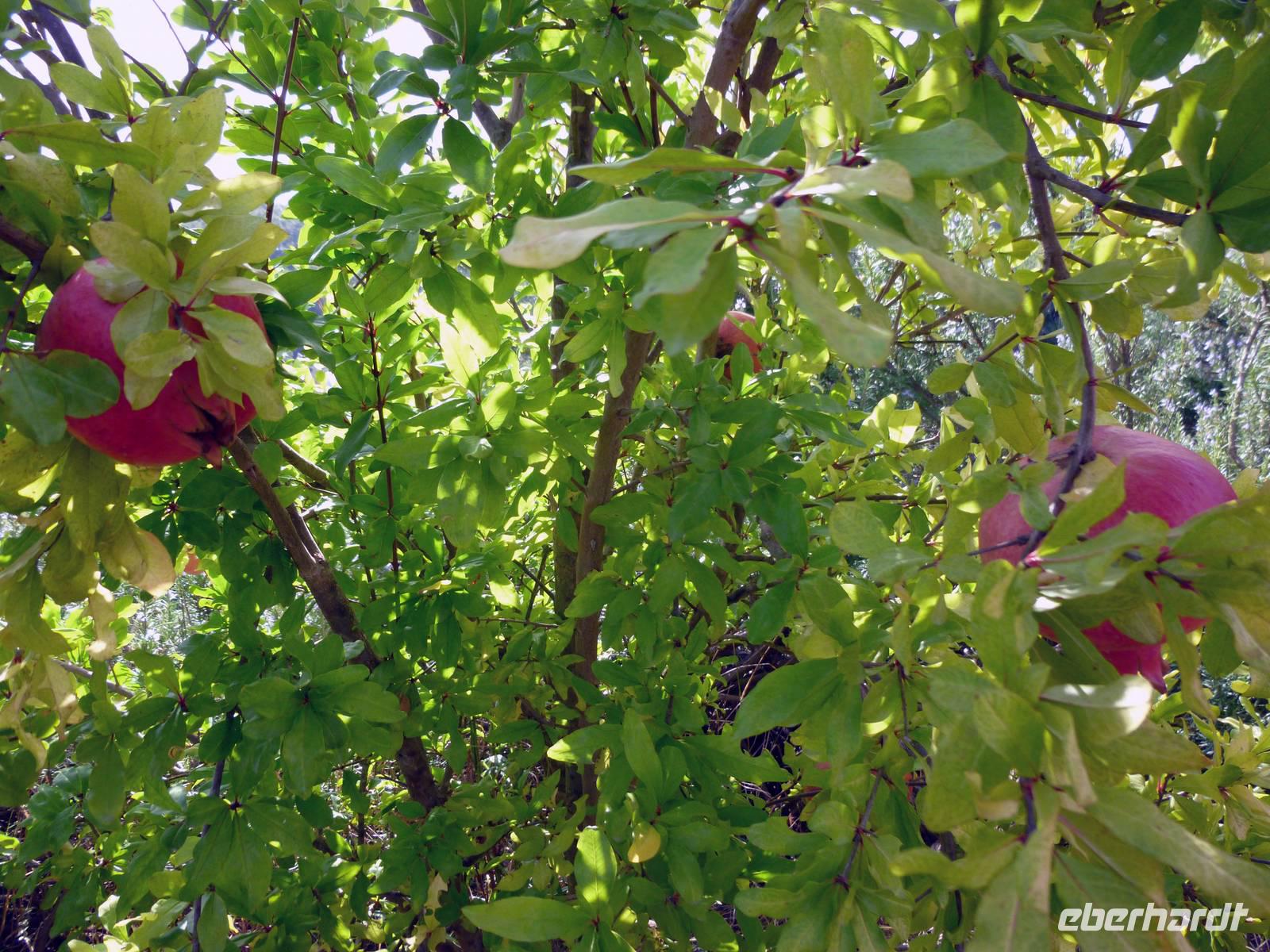 Agriturismo bei San Gimignano