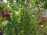 Agriturismo bei San Gimignano