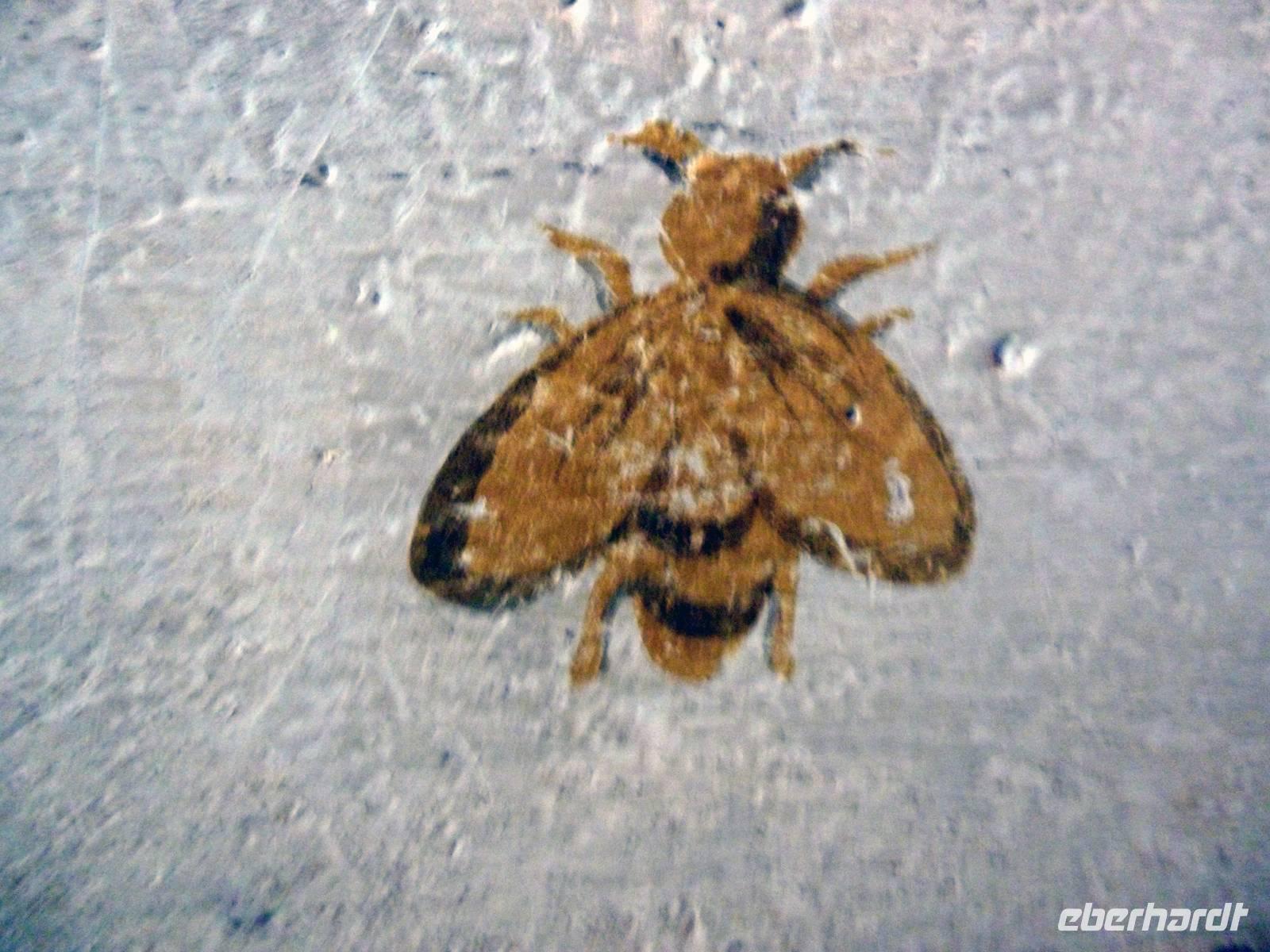 Elba, San Martino, Napoleonvilla, Biene