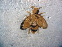 Elba, San Martino, Napoleonvilla, Biene