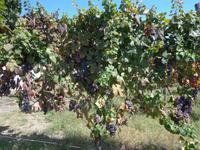 Solche Trauben gedeihen auf vulkaniscchem Boden!