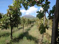 Weingut  an den Hängen des Vulkans