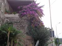 üppige Blütenpracht auf der Insel Lipari 