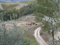 Agriturismo Il Vecchio Maneggio-Safrananbau in der Toskana