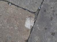 Volterra Muschel im Asphalt