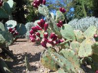 Gärten von Schloss Trauttmansdorff