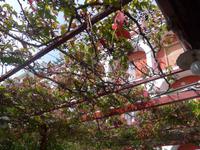 Italien, Cilento, Pioppi