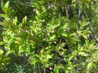 Italien, Cilento, Myrte